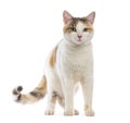 Harleqin cat standing on white background Royalty Free Stock Photo