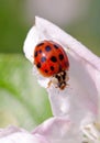 Harlequin or Asian ladybeetle Harmonia axyridis Royalty Free Stock Photo