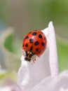 Harlequin or Asian ladybeetle Harmonia axyridis Royalty Free Stock Photo