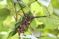 Harlequin beetle Royalty Free Stock Photo