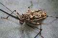 Harlequin beetle Royalty Free Stock Photo