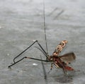 Harlequin beetle