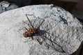 Harlequin Beetle on stone