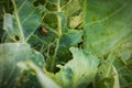 Harlequin Cabbage Bug