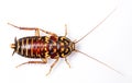 Harlequin Cockroach Royalty Free Stock Photo