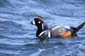 Harlequin duck