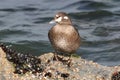 Harlequin Duck