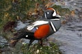 Harlequin Duck