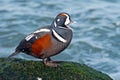 Harlequin Duck