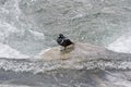 Harlequin duck. Royalty Free Stock Photo