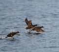 Harlequin Duck flying at seaside Royalty Free Stock Photo