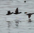 Harlequin Duck flying at seaside Royalty Free Stock Photo