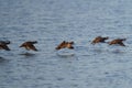 Harlequin Duck flying at seaside Royalty Free Stock Photo