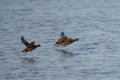 Harlequin Duck flying at seaside Royalty Free Stock Photo