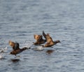 Harlequin Duck flying at seaside Royalty Free Stock Photo