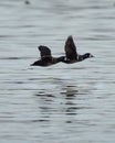 Harlequin Duck flying at seaside Royalty Free Stock Photo