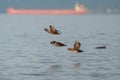 Harlequin Duck flying at seaside Royalty Free Stock Photo