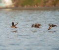 Harlequin Duck flying at seaside Royalty Free Stock Photo