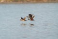 Harlequin Duck flying at seaside Royalty Free Stock Photo