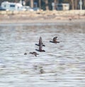 Harlequin Duck flying at seaside Royalty Free Stock Photo