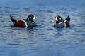 Harlequin duck, Histrionicus histrionicus, bird on the blue surface. Beautiful sea bird from Hokkaido, Japan. Wildlife scene from