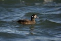 Harlequin duck, Histrionicus histrionicus,