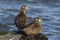 Harlequin duck, Histrionicus histrionicus,