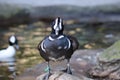 Harlequin duck Histrionicus histrionicus 4