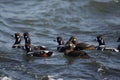 Harlequin duck, Histrionicus histrionicus,