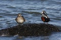 Harlequin duck, Histrionicus histrionicus,