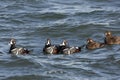 Harlequin duck, Histrionicus histrionicus,