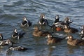 Harlequin duck, Histrionicus histrionicus,