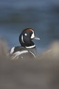 Harlequin duck, Histrionicus histrionicus,