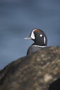 Harlequin duck, Histrionicus histrionicus,