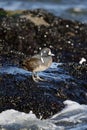 Harlequin duck, Histrionicus histrionicus,