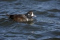 Harlequin duck, Histrionicus histrionicus,