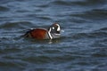 Harlequin duck, Histrionicus histrionicus,