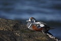 Harlequin duck, Histrionicus histrionicus,