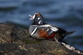 Harlequin duck, Histrionicus histrionicus,