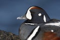 Harlequin duck, Histrionicus histrionicus,