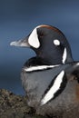 Harlequin duck, Histrionicus histrionicus,