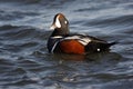 Harlequin duck, Histrionicus histrionicus,