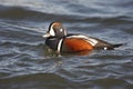 Harlequin duck, Histrionicus histrionicus,