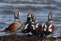 Harlequin duck, Histrionicus histrionicus,