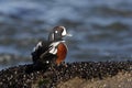 Harlequin duck, Histrionicus histrionicus,