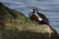 Harlequin duck, Histrionicus histrionicus,