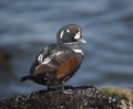 Harlequin duck, Histrionicus histrionicus,