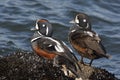 Harlequin duck, Histrionicus histrionicus,