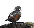 Harlequin duck, Histrionicus histrionicus,