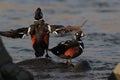 Harlequin Duck & x28;Histrionicus histrionicus& x29; Iceland